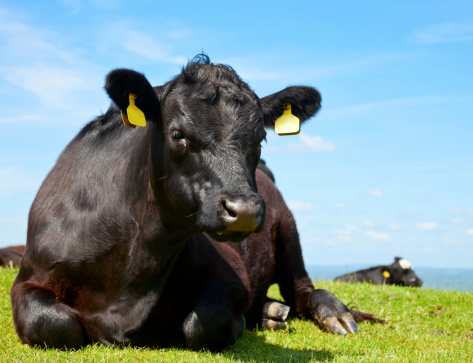 holstein cow