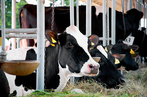 holstein cow