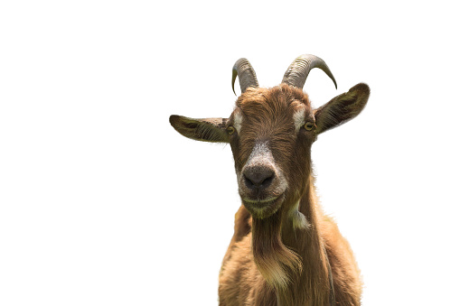 Small Ruminant Small Ruminant